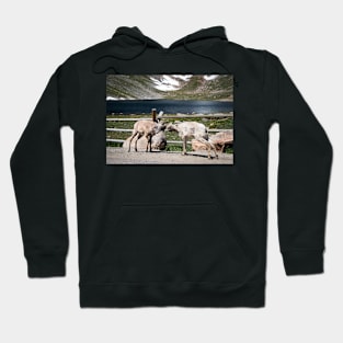 Summit Dialogue. Hoodie